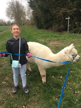 Homefield Alpacas