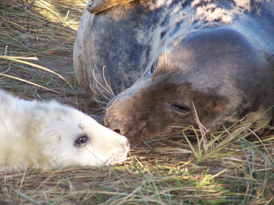Donna Nook Nature Reserve